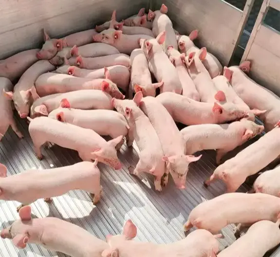 母猪假妊娠的原因分析及防治