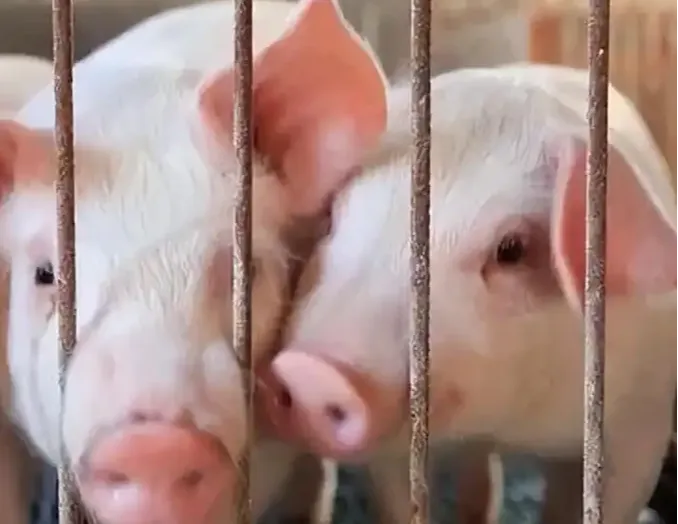 三个步骤提升母猪总产胎数！值得收藏