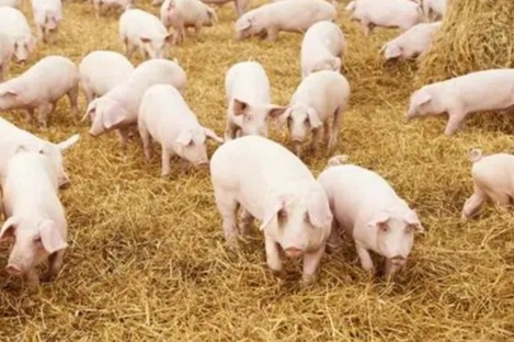 导致蓝耳免疫失败的原因有哪些？答案来了