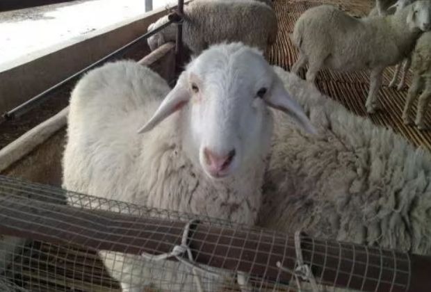 圈舍养羊,采食量低怎么办?