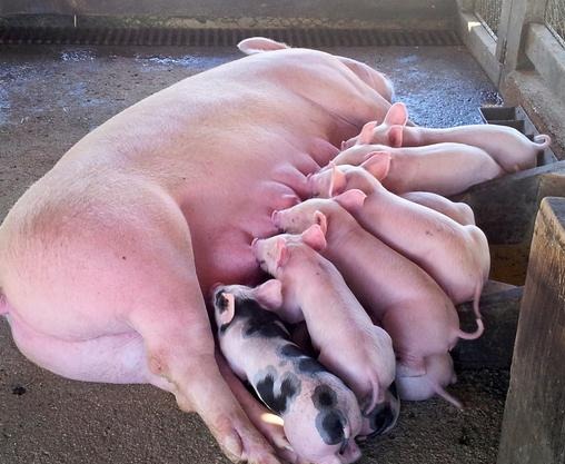 母猪产后“产完信号”识别指南：3招搞定，告别熬夜误判