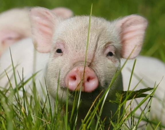 母猪瘫痪症的病因、预防与治疗方案