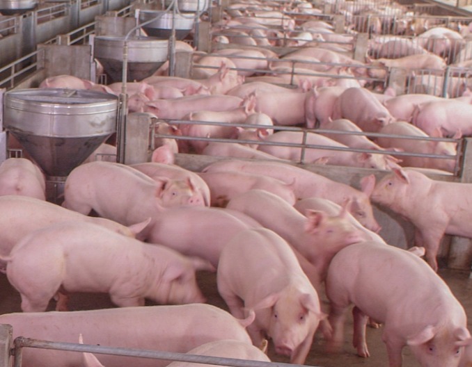 缩宫素与氯前列醇钠：10个猪场实操使用技巧