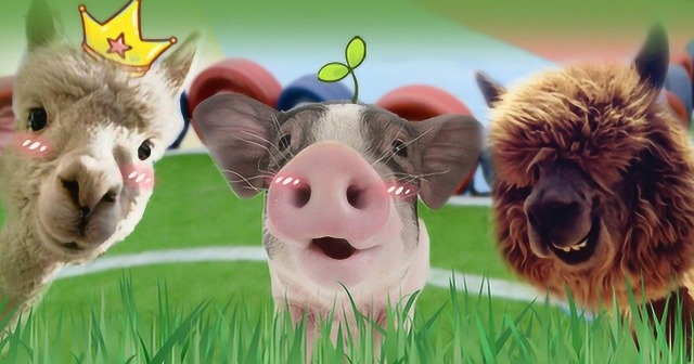 【养猪课堂】母猪小猪有“五怕”,你都知道吗?