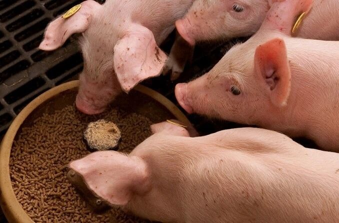 断奶猪腹泻的原因分析及防控策略