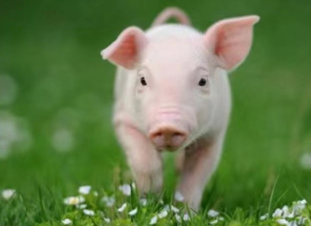 秋冬季妊娠后期母猪流产原因分析