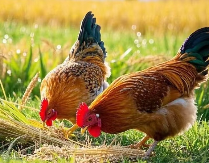 秋冬鸡群呼吸道疾病高发？揪出元凶，打好“保肺”攻坚战！
