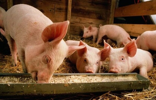   王祖力博士：从剧烈波动到可控可预期，中国猪周期呈现新趋势！