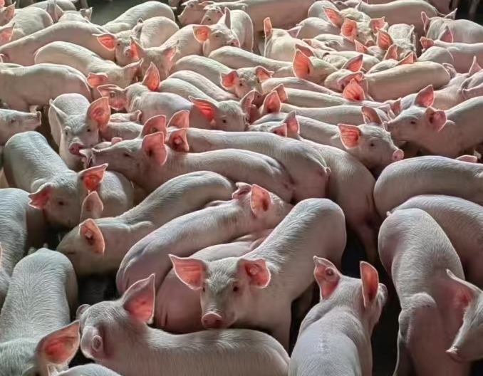 行情低迷，成本高企？秋冬季正是猪场“练内功”的最佳时机！