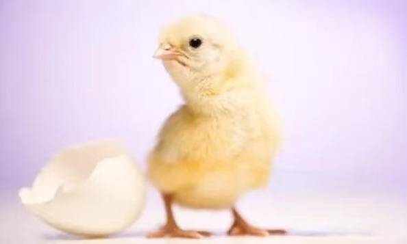 养鸡想稳赚？避开3个“常见坑”，让鸡群少生病、出栏早！