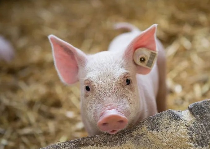 明日猪价 | 2025.10.29日~全国各地最新猪价（越涨越猛！猪价“报复性”上涨！）