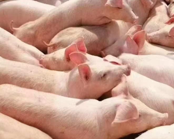 猪进攻输精的十大关键点,决定授精成败