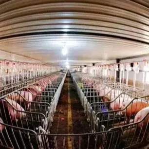 猪场的运营及管理