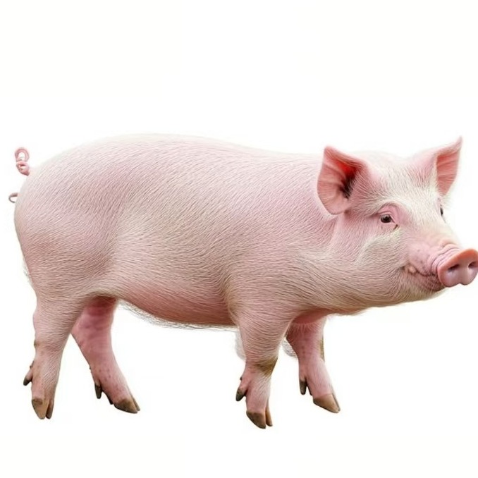 谁会想到,环保政策会成为猪价的救命稻草?