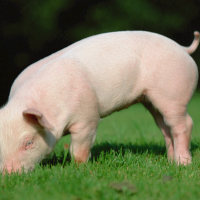 18家上市猪企最新能繁母猪情况分享！