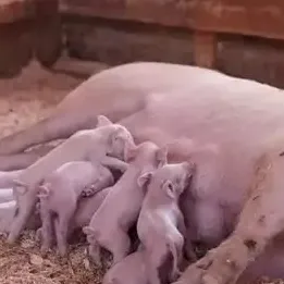 母猪不孕及配种问题的综合解析与优化策略