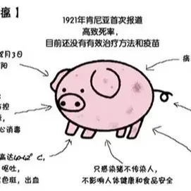 非洲猪瘟“拔牙式”处理标准化操作流程