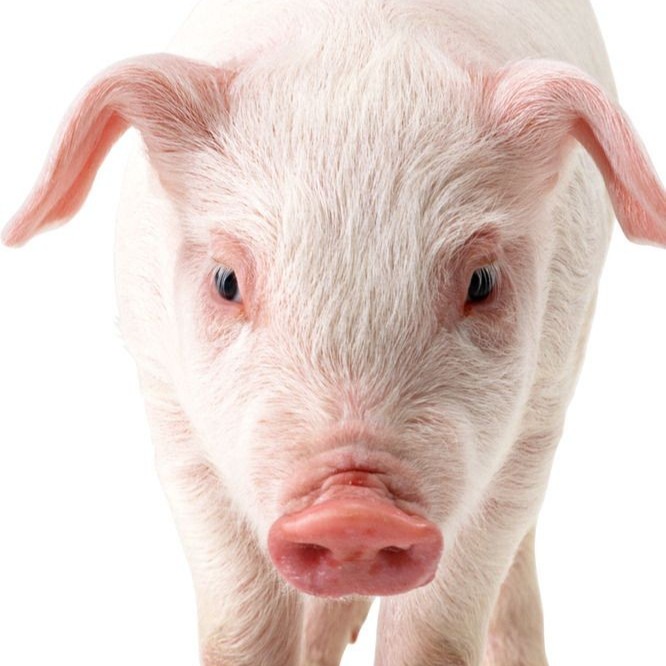 芪板青颗粒可以用于风寒感冒吗?