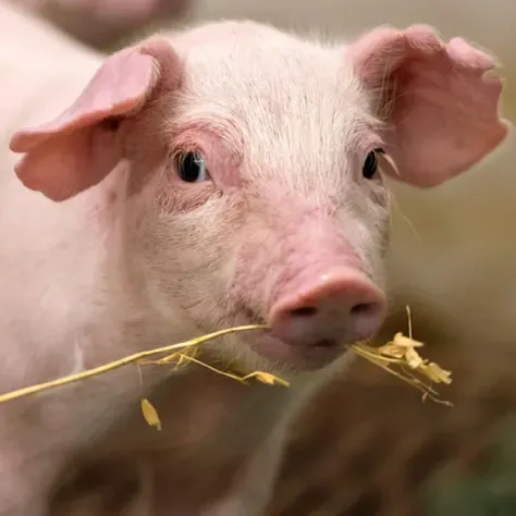 规模猪场定义:标准迭代与时代适配