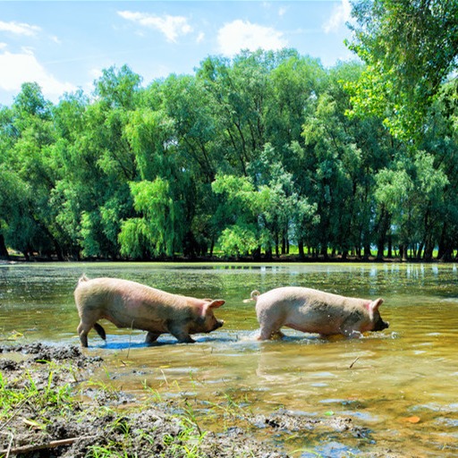 阿莫西林的使用方法