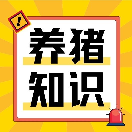 生猪人工授精全流程揭秘:从采精到输精的关键技术要点
