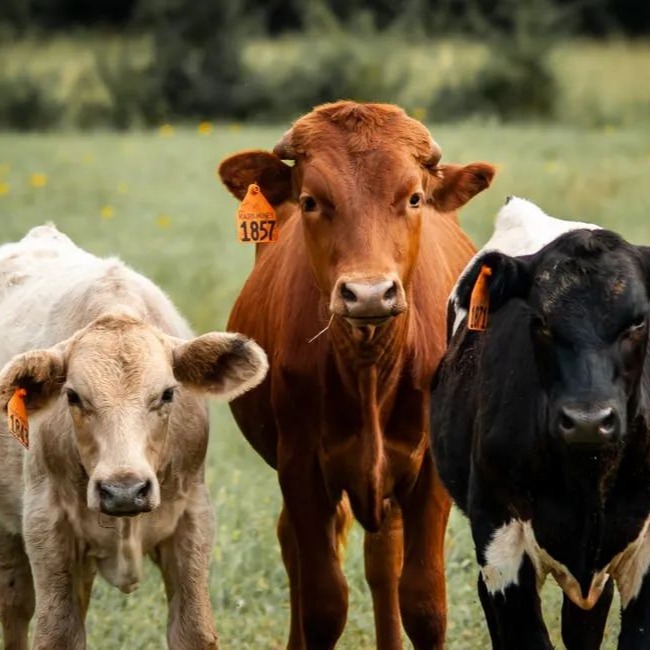 怀孕母牛，能用阿维菌素驱虫吗？