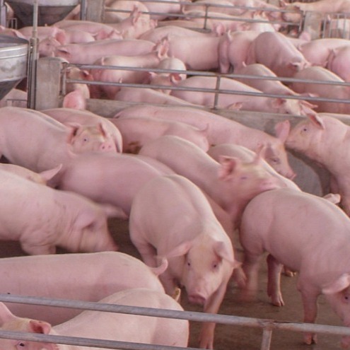 导致蓝耳免疫失败的4大原因及对策