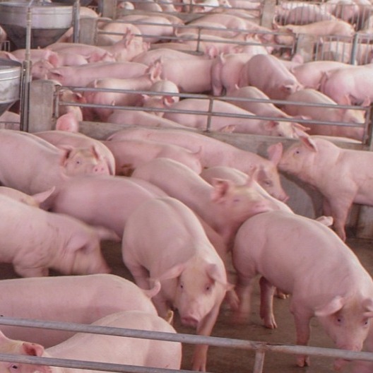 猪一生要经历的应激有哪些呢？