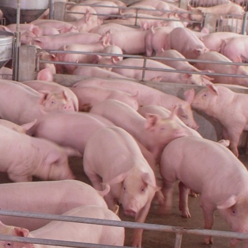 猪支原体肺炎防控