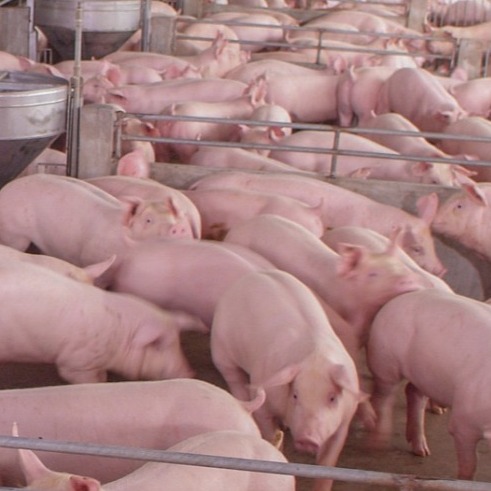 真正影响猪只生长缓慢的原因，你知道吗？