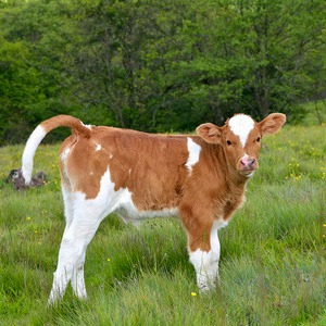 肉牛的微量元素需要量是多少？