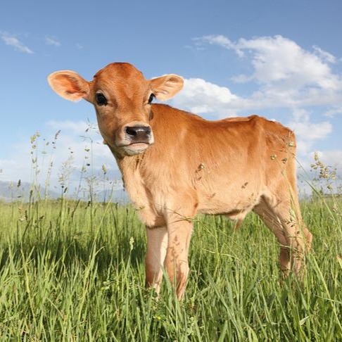 怎样养牛才能赚到钱——为什么说“只控成本，不算效益”是最大的养殖误区？