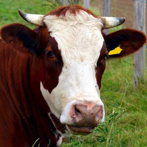 怎样养牛才能赚到钱——养牛效益翻番的秘密：算准“日增重”这笔账