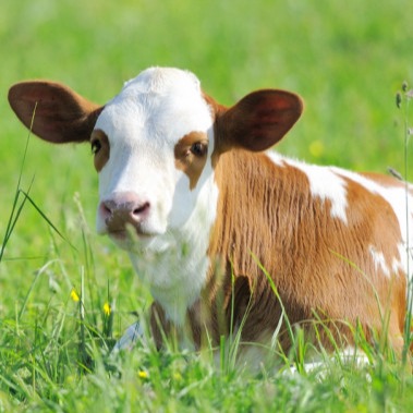 怎样养牛才能赚到钱——如何从“糊涂养”走向“精准养”？