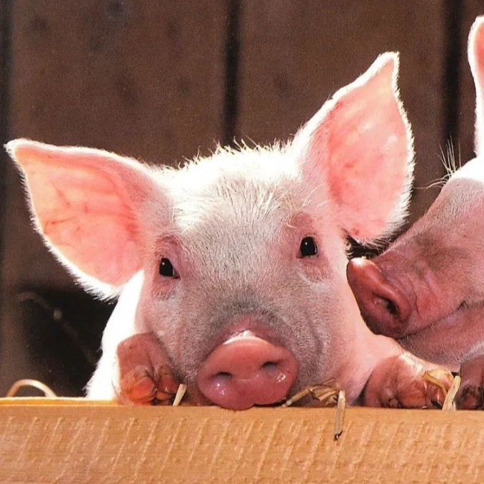 最高500万元！多地出台补贴新政！力促畜牧业稳产保供！