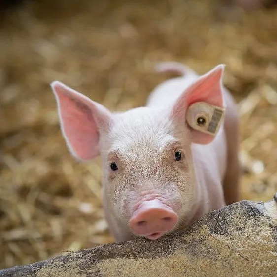 11月06日猪价：下跌成常态！猪价延续弱势，供强需弱格局难改！