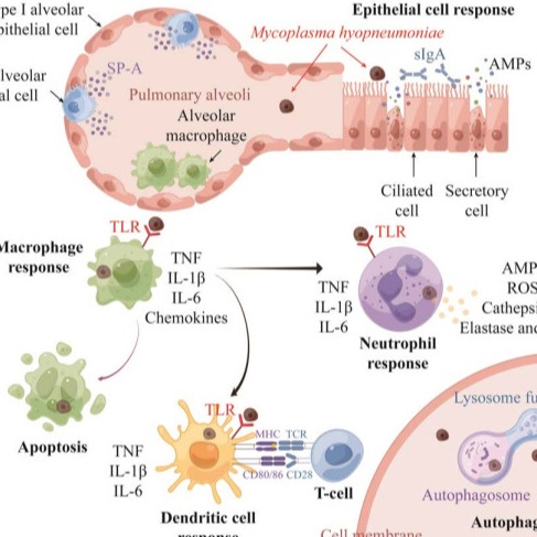 猪支原体肺炎临床症状与防控