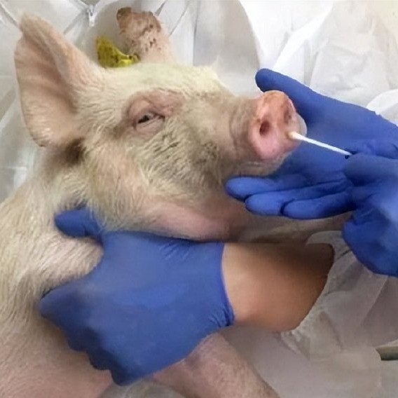 猪流行性感冒的临床症状与治疗