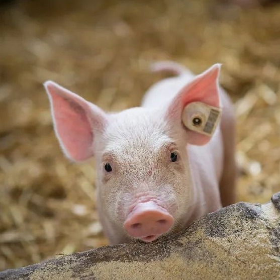 明日猪价 | 2025.11.7日~全国各地最新猪价（猪价已更新！）