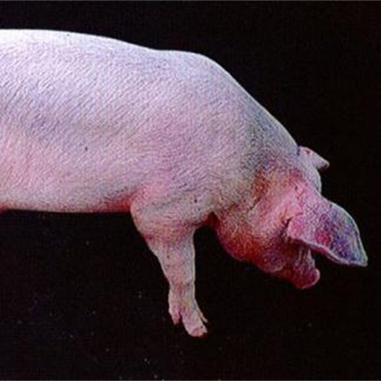 猪蓝耳病的流行新趋势与综合防控