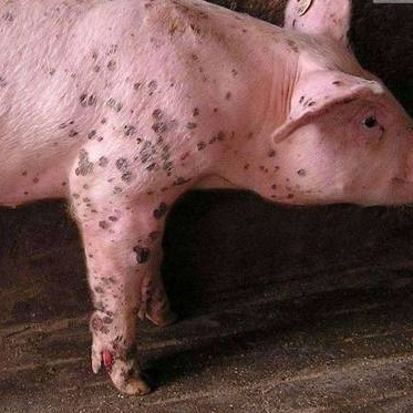 猪寄生虫防控最全指南，建议收藏！