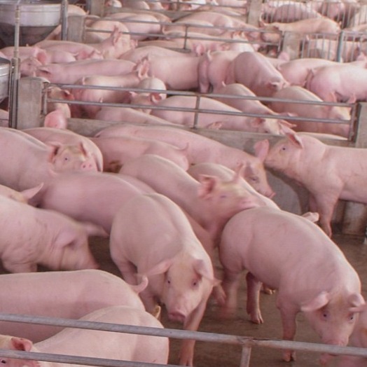 饲料中有了霉菌毒素，再好疫苗，再好的药物也无用！面对这个情况，养猪人如何正确使用脱霉剂，效果好