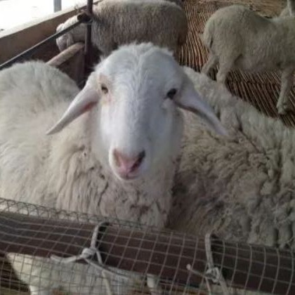 如何防止母羊难产及助产方法