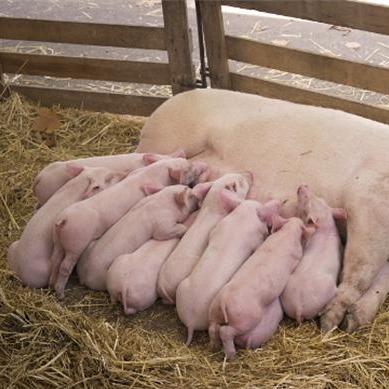 仔猪早期断奶关键技术与精细化饲养管理体系构建