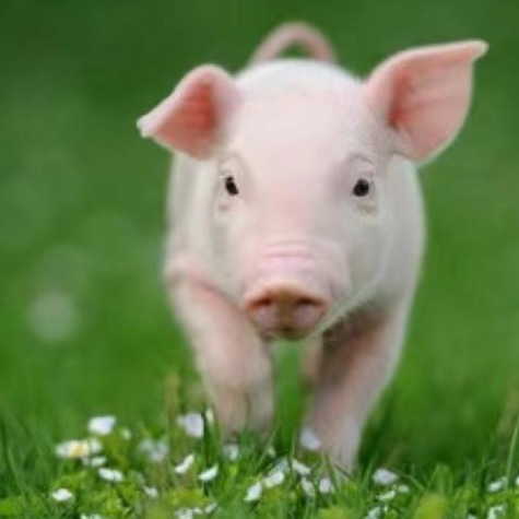 后备母猪的关键指标与生产管理措施