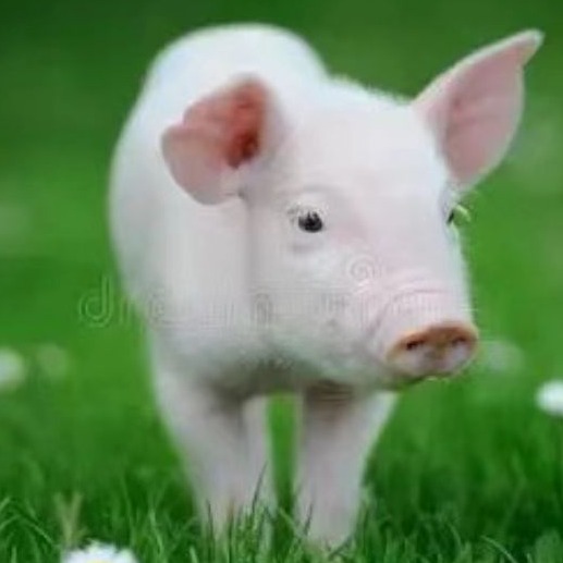 分娩舍的关键指标与生产管理措施