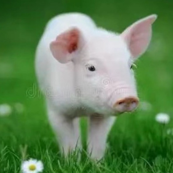 规模化猪场保育舍日常消毒标准化操作