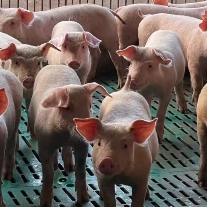 养猪也能“数字化”！3个低成本智能工具，让你少跑腿、多赚钱