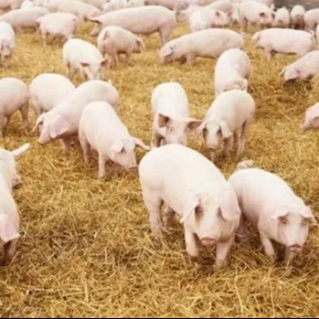 猪突然吐血 拉黑色粪便！警惕猪胃溃疡！