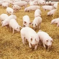 秋冬猪场呼吸道疾病高发？这份防控方案助你“破局”